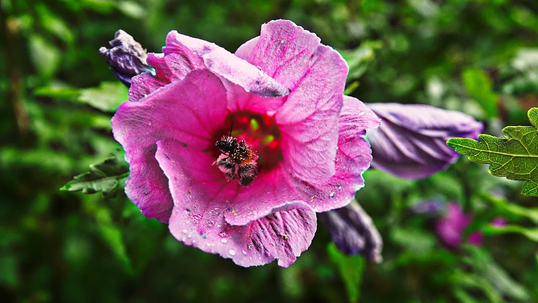 A bee covered in pollen -by shotz.by.im