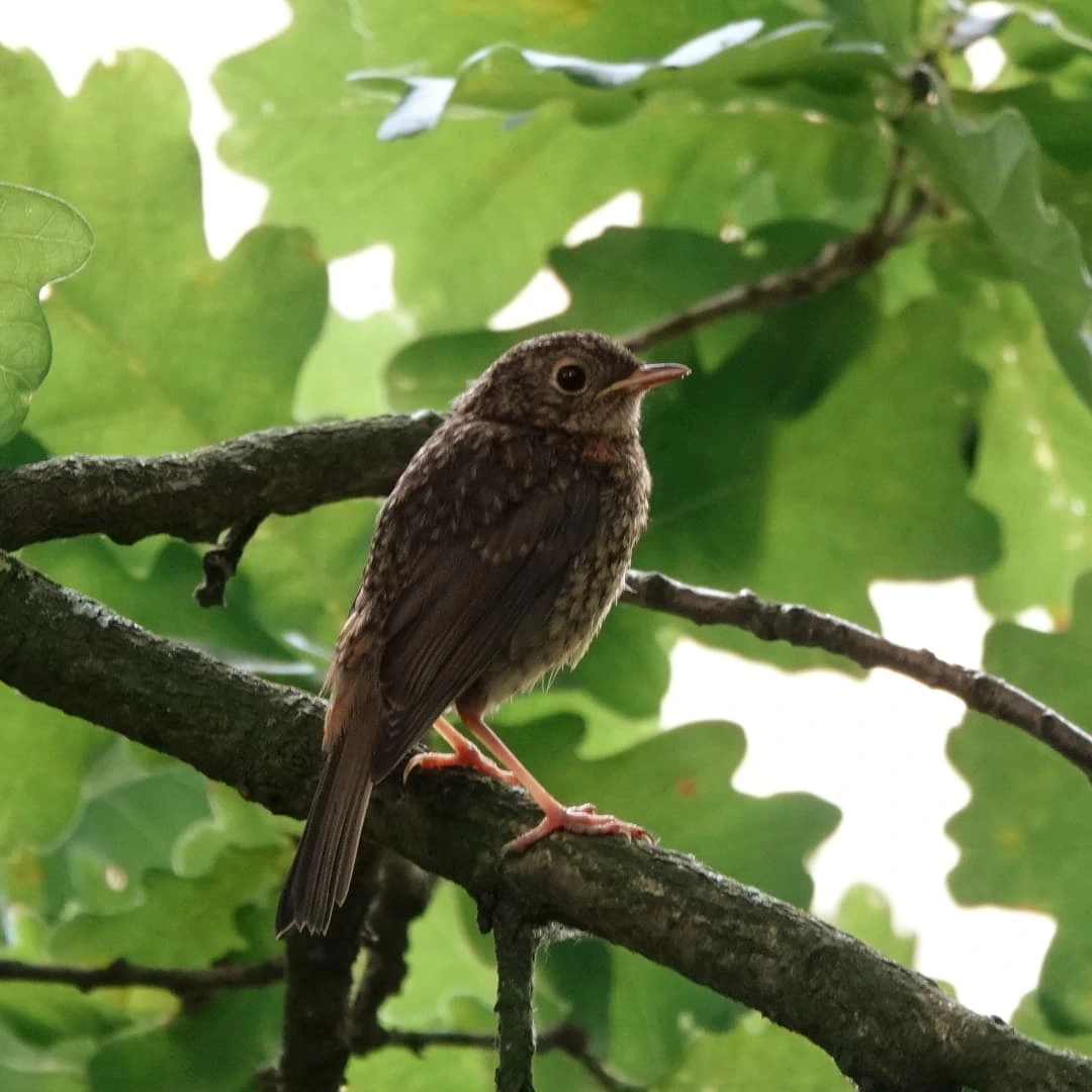 Bird sitting on a branch -by shotz.by.im