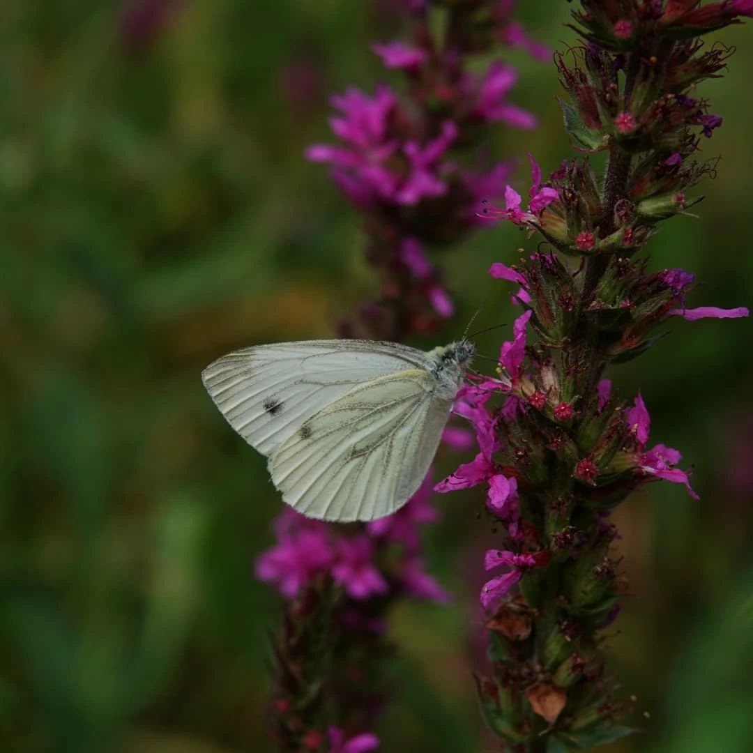 Butterfly peacefully sitting on a flower -by shotz.by.im