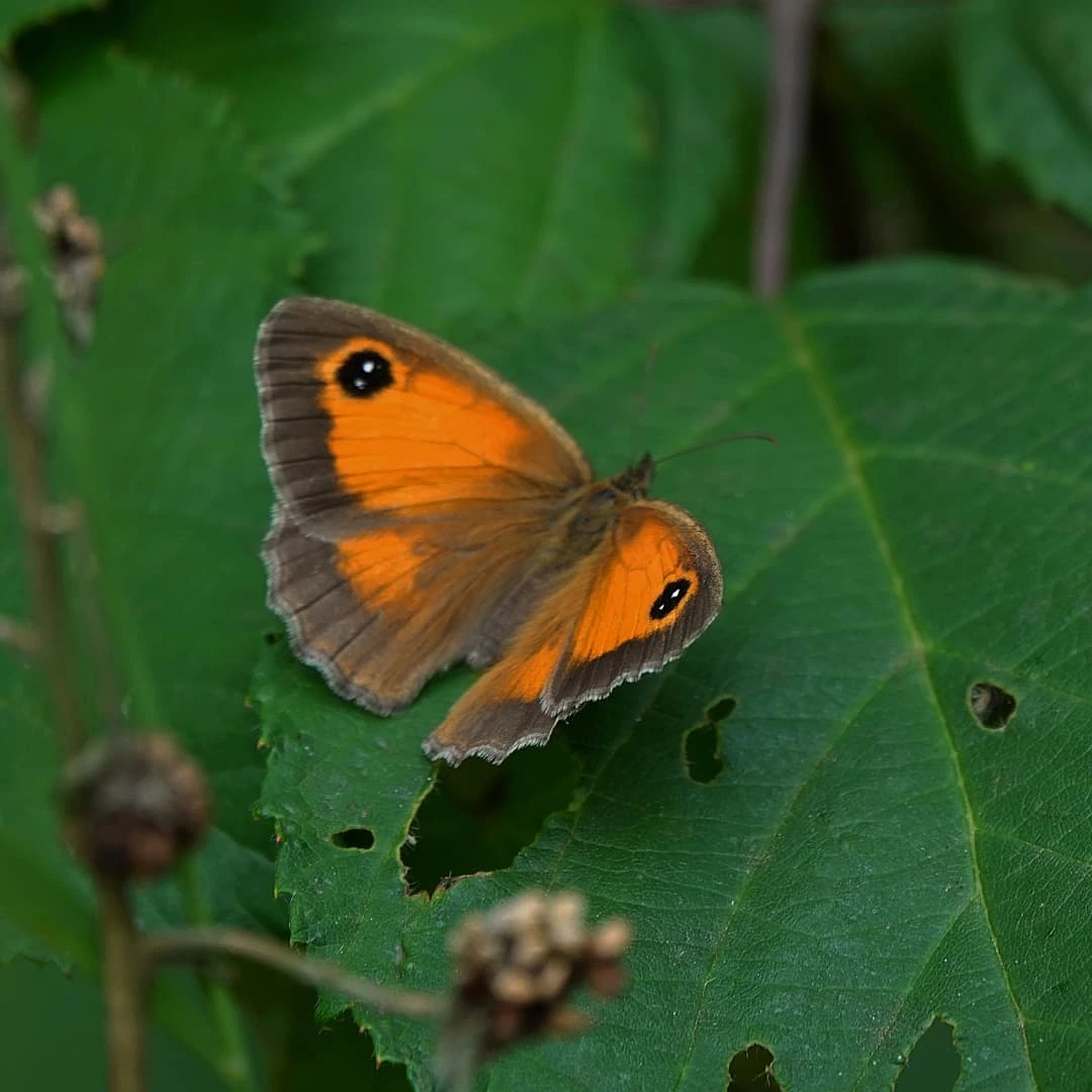 Butterfly sitting on a leaf -by shotz.by.im