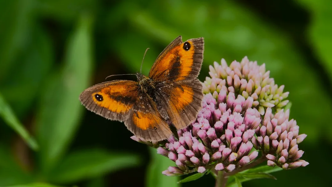 A fly resting on a flower -by shotz.by.im