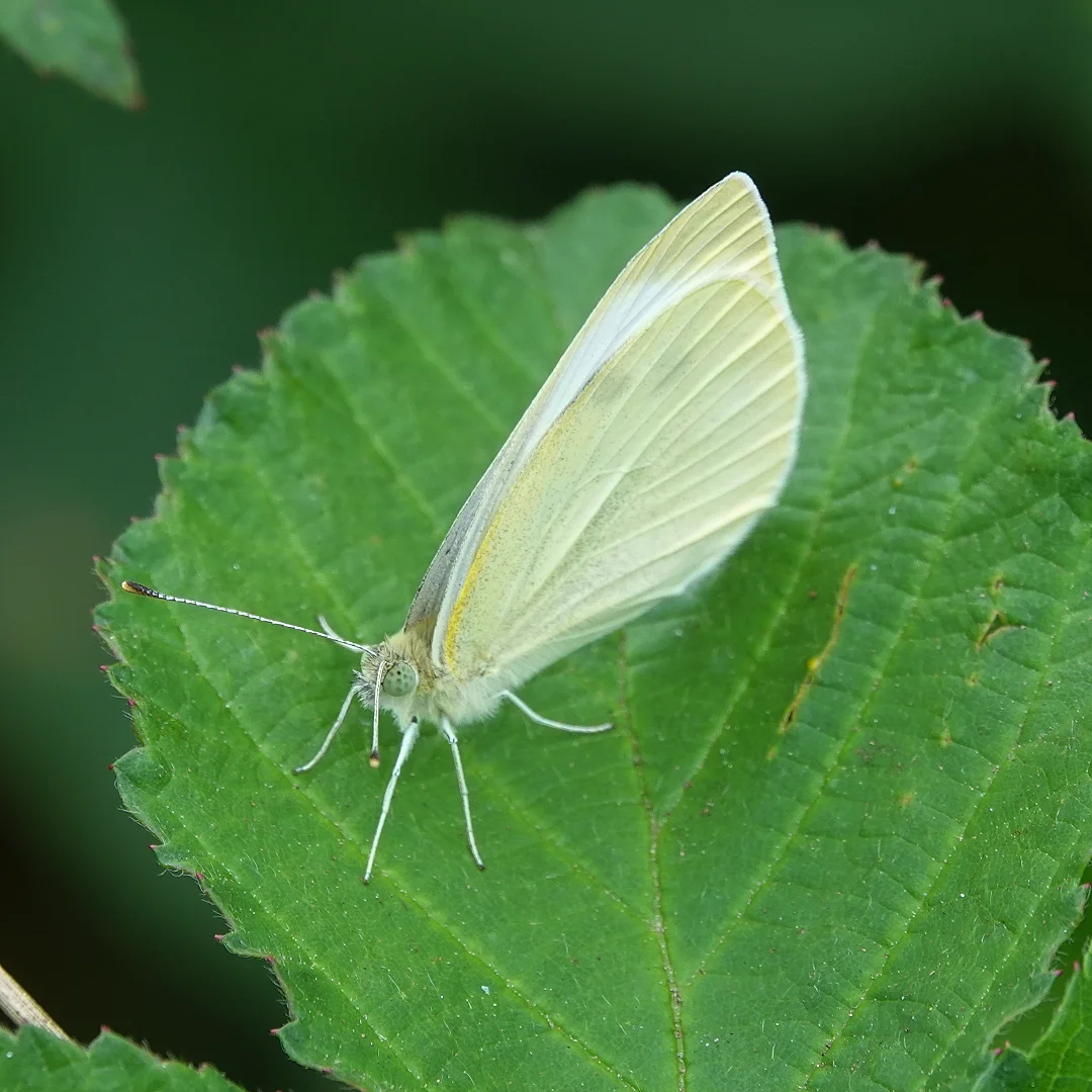 A bee covered in pollen -by shotz.by.im
