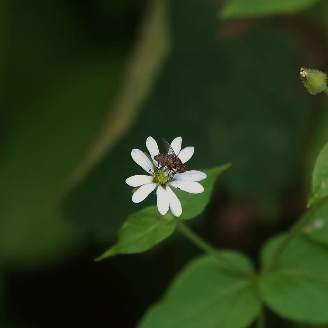 A fly resting on a flower -by shotz.by.im