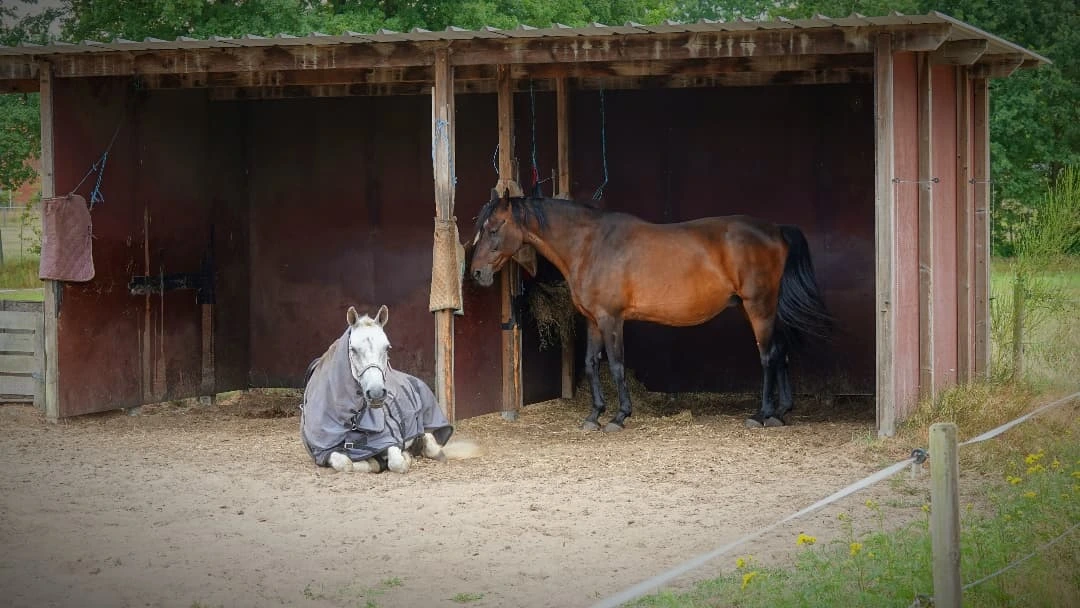 Horse resting in stall -by shotz.by.im