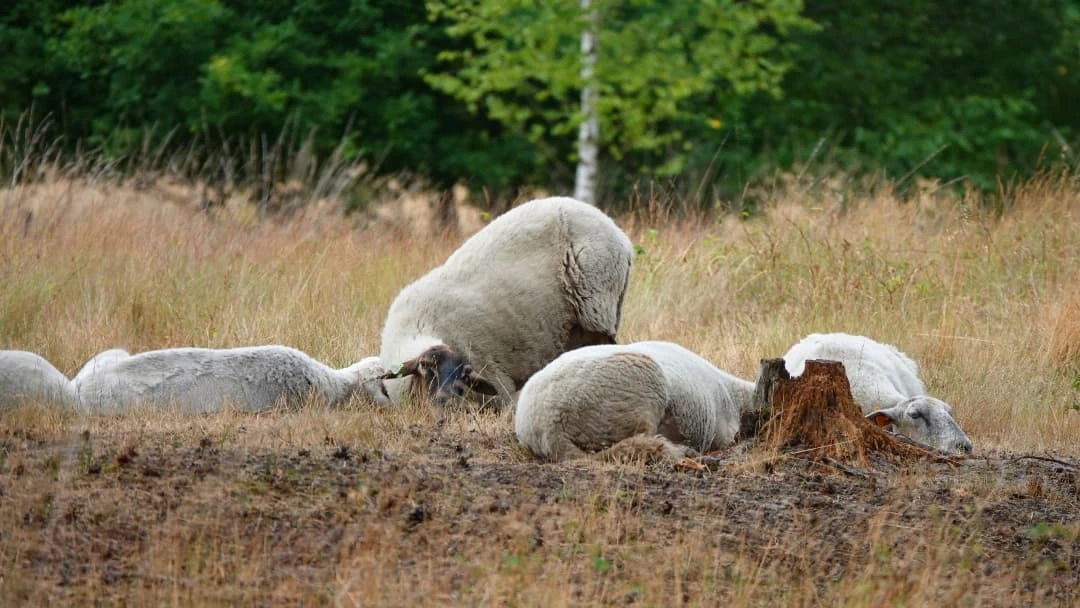 Flock of sheep resting on the ground -by shotz.by.im