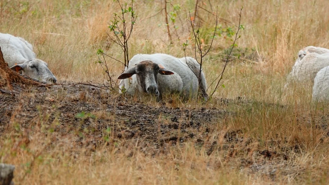Sheep resting inside a tiny bush -by shotz.by.im
